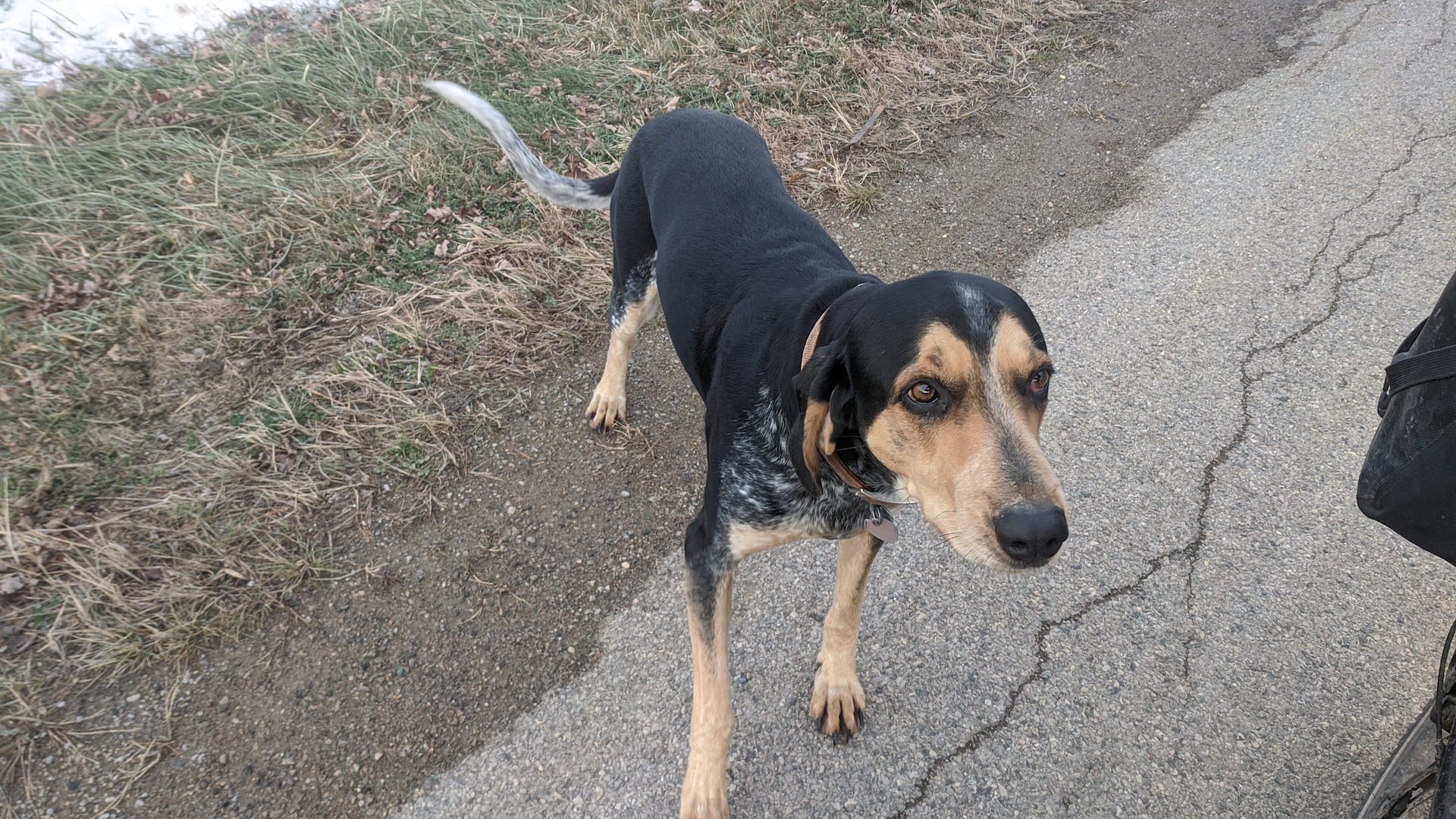 Friendly dog
