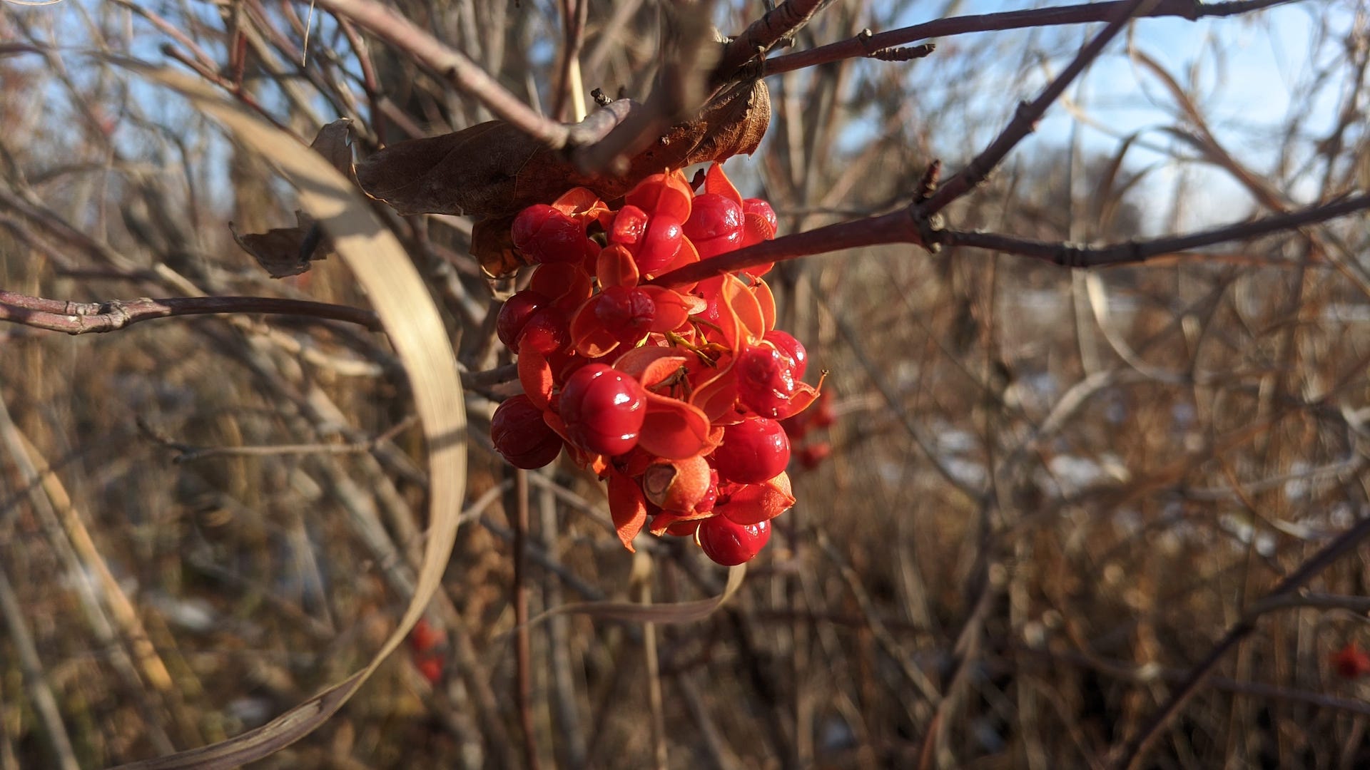 Brilliant red berries in the sun