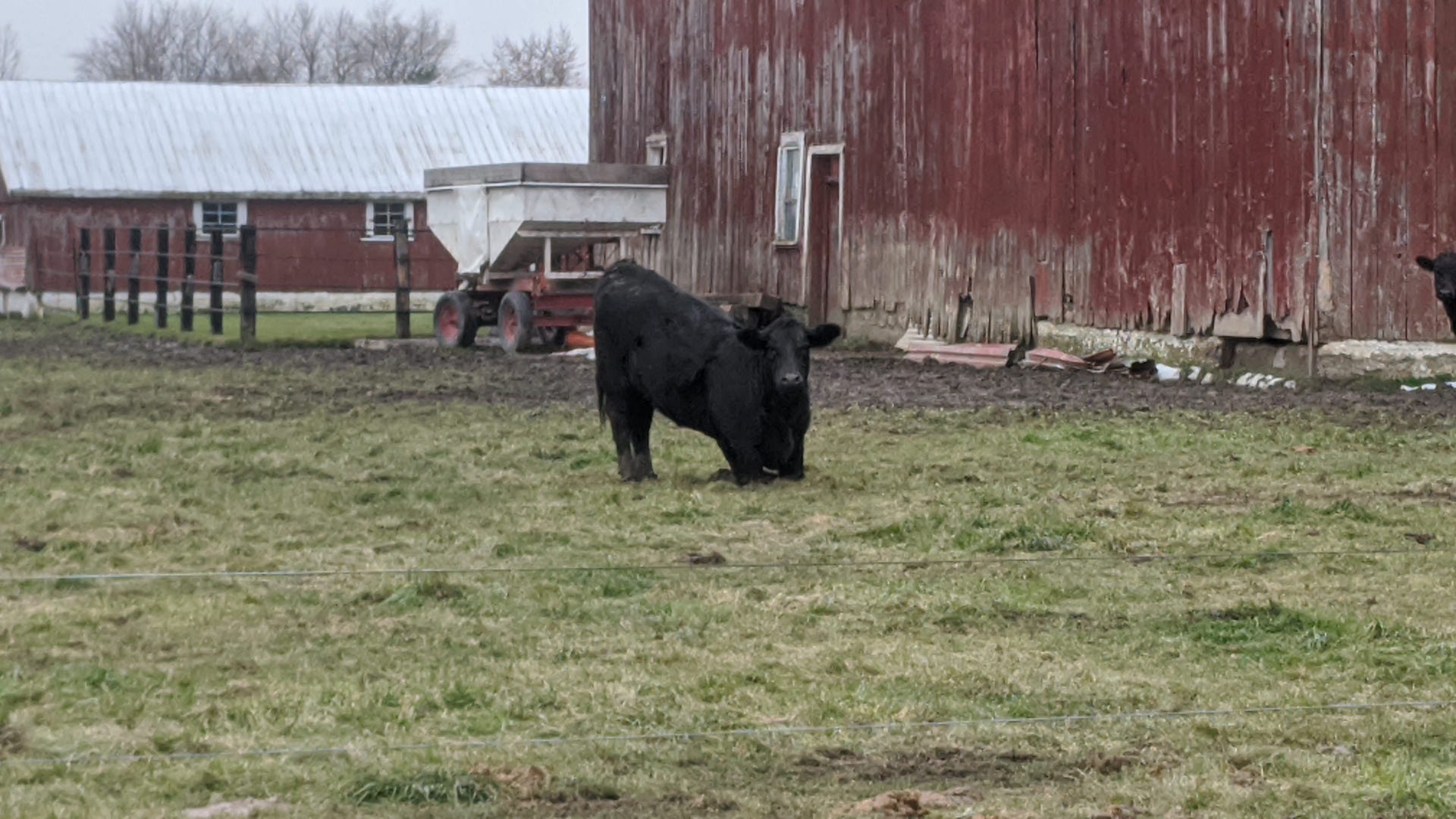 Cow saying its morning prayer