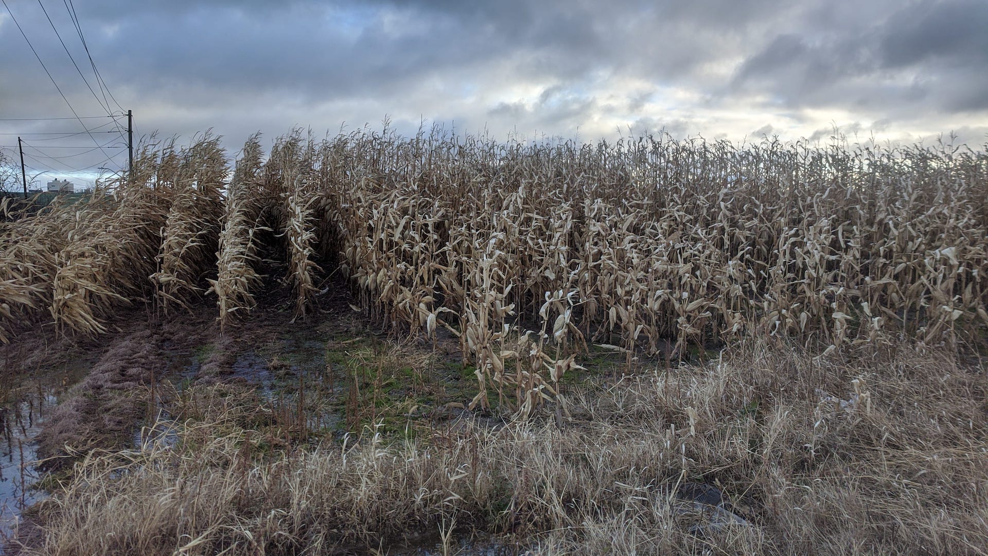 Through the rows of corn